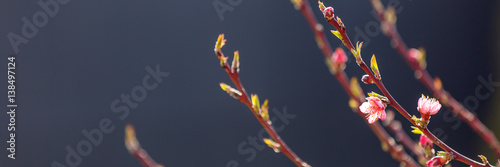 Valokuva Flowering fruit tree branches with pink flowers in sunlight against dark backgro