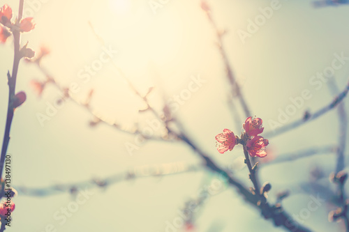 Flowering fruit tree branches with pink flowers in sunlight