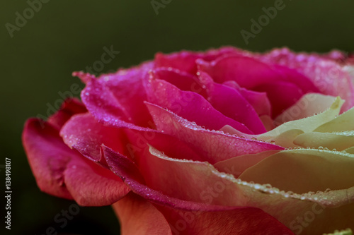 Rose with dew drops macro photo