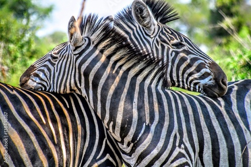 Zebra lean on each other in the shade