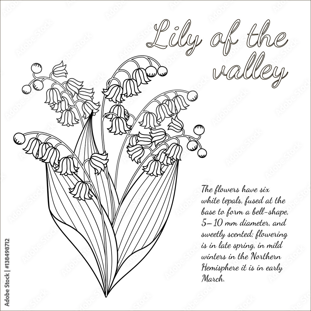 Vectra floral illustration. Bouquet of lilies of the valley. Black and white pattern can be used for coloring. Vectra floral illustration. Bouquet of lilies of the valley. Black and white pattern can be used for coloring.