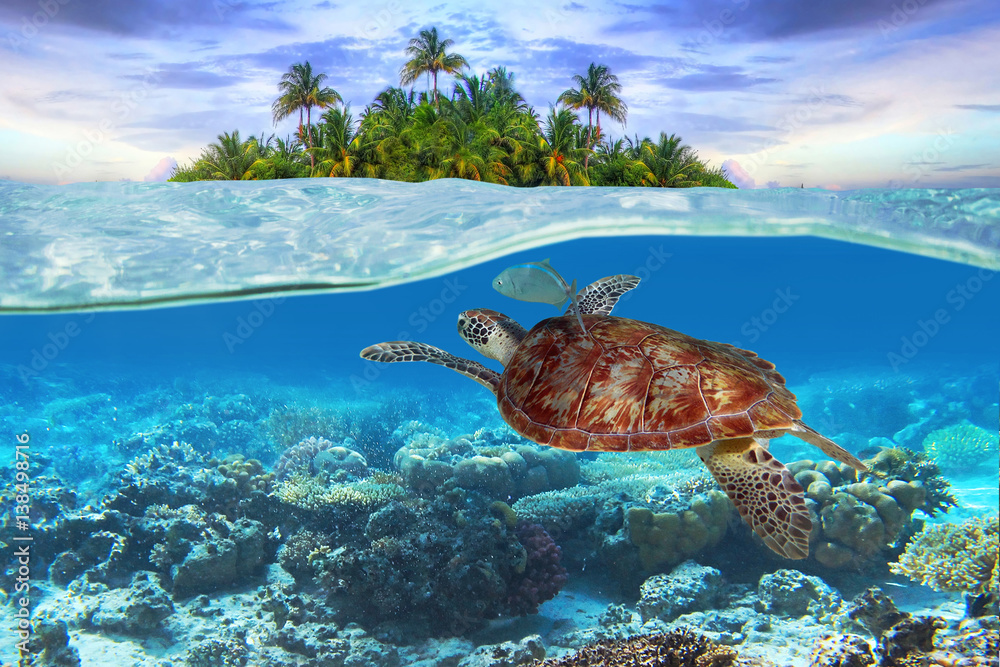 Naklejka premium Zielony żółw pod wodą na tropikalnej wyspie