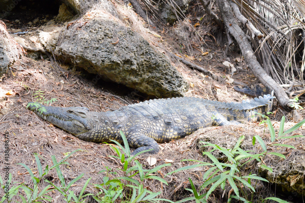 Fototapeta premium One alligators stretch along the bank in a park in Mombasa, Kenya