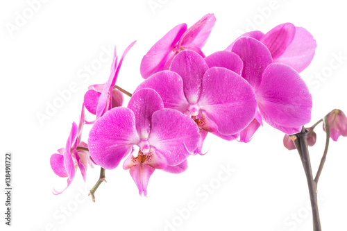 Fototapeta Naklejka Na Ścianę i Meble -  orchid  pink flower with water drops