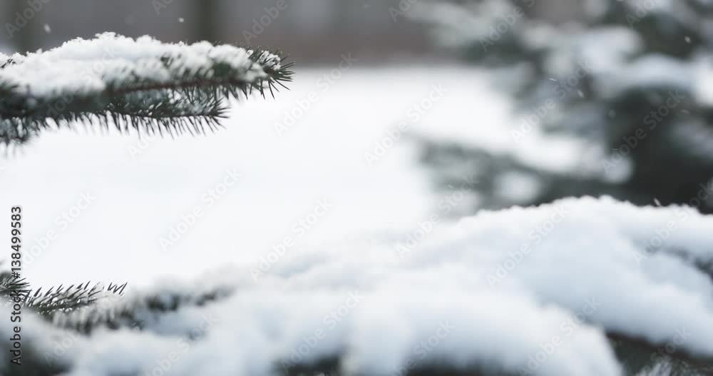 Slow motion fir branches in morning snowfall with sunlight slide backward, 4k 60fps prores footage Slow motion fir branches in morning snowfall with sunlight slide backward, 4k 60fps prores footage