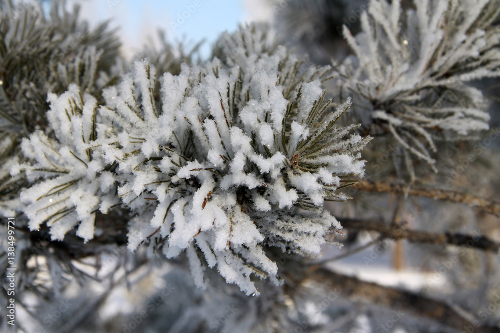 Fir tree branch covered with snow and frost Fir tree branch covered with snow and frost