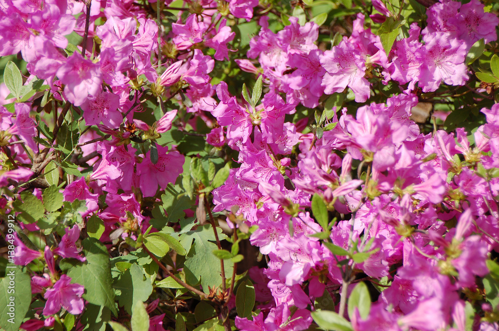 Azalea (Rhododendron molle. Blume) Azalea (Rhododendron molle. Blume)