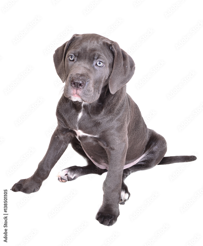 Cane corso puppy on a white background