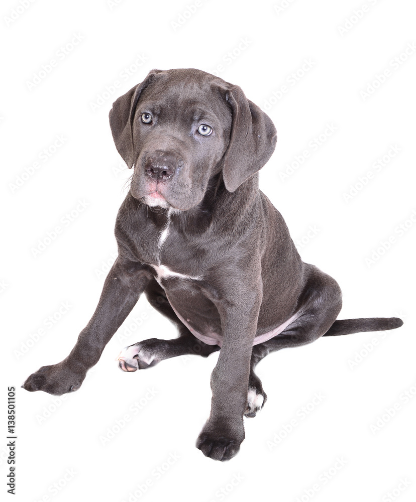 Cane corso puppy on a white background Cane corso puppy on a white background