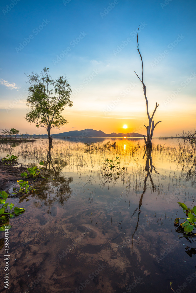 Low light scenery of alive and dead trees with sunset background Low light scenery of alive and dead trees with sunset background