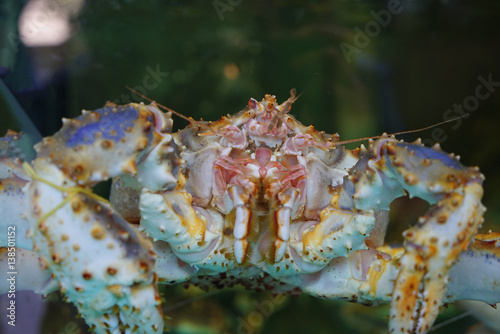 Crab delicacy