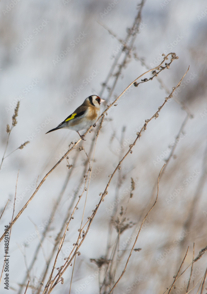 Fototapeta premium European goldfinch feeding in yellow grass in winter