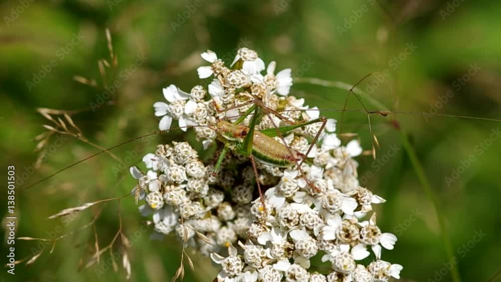 Grasshopper on the flower in a meadow in summer
Grasshopper on the flower in a meadow in summer