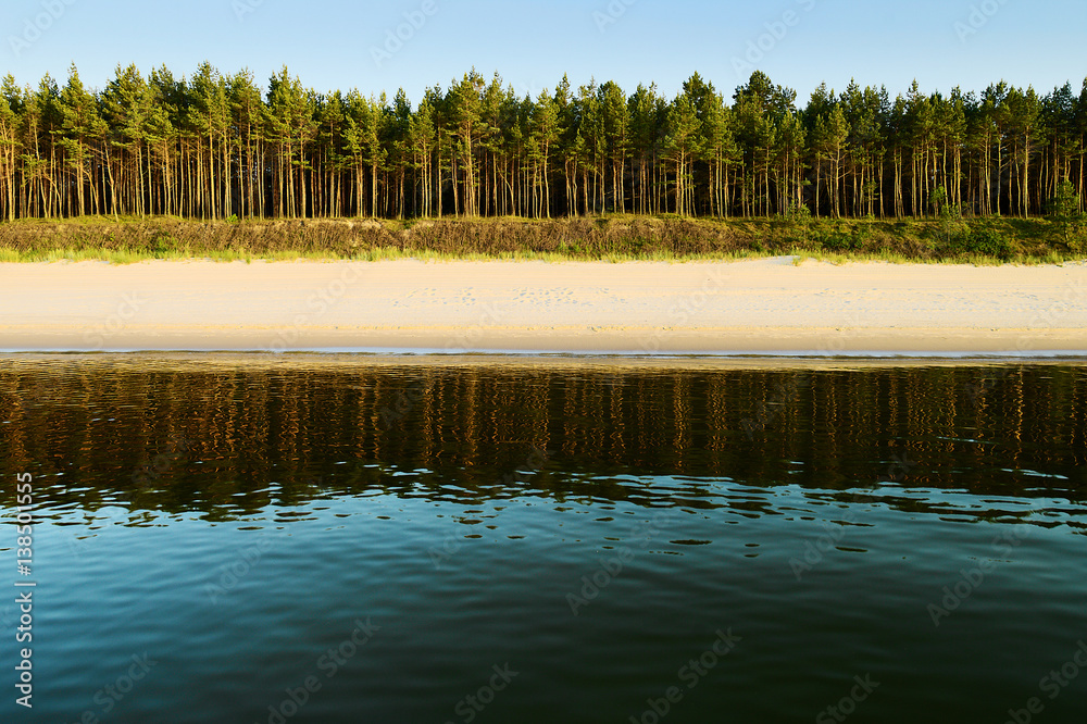 Sea, beach and pine tree forest. Landscape with evergreen coniferous Scots or Scotch pine Pinus sylvestris trees growing on dunes at Baltic sea shore. Stegna, Pomerania, Poland.