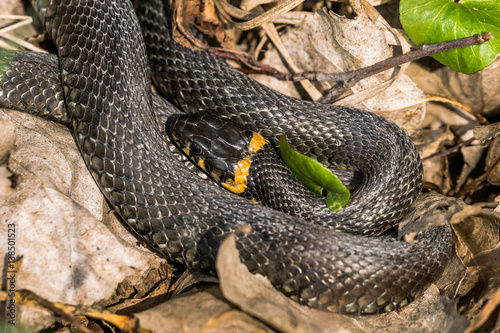 Grass Snake coiled in fallen leaves