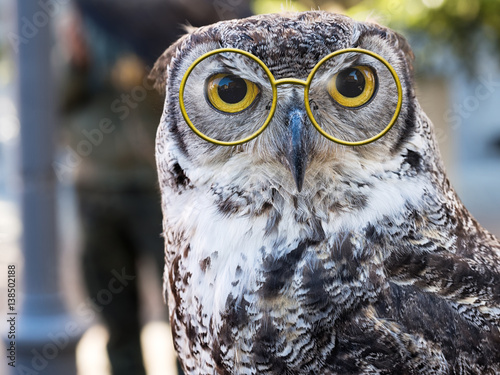 Owl facing camera, big yellow eyes and fun glasses. Wise owl. photo