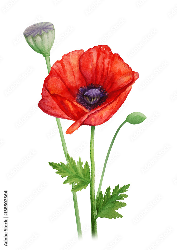 Fototapeta premium Czerwony kwiat maku na łodydze - akwarela ilustracja