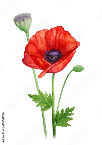 Red poppy flower on a stalk - watercolor illustration