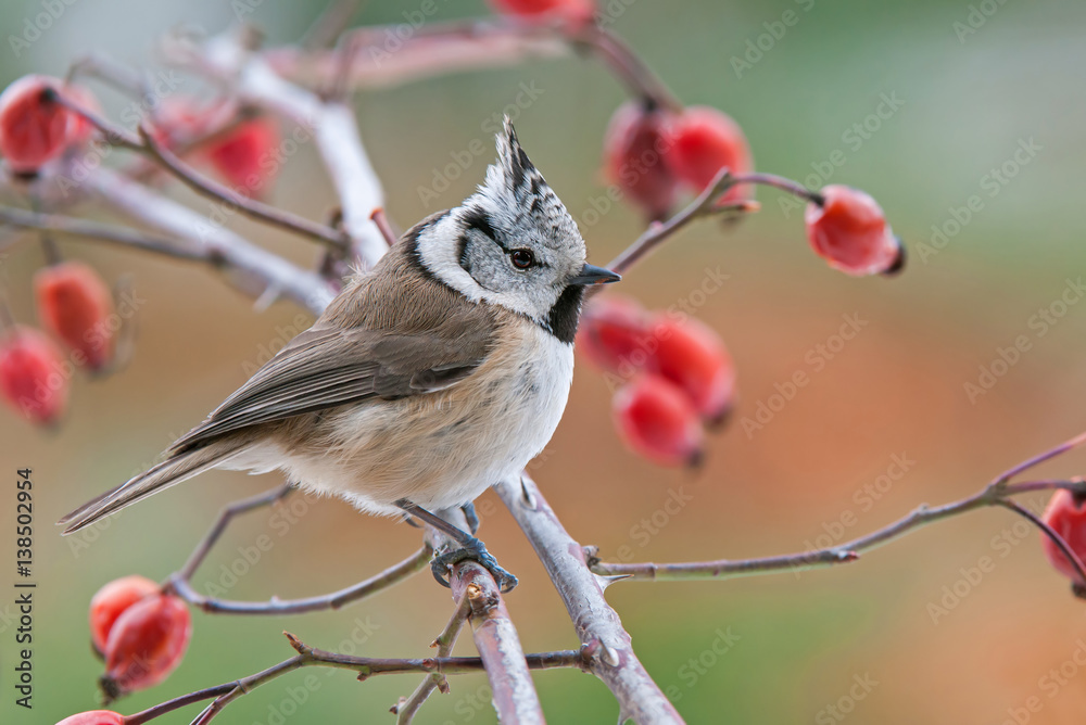 Fototapeta premium Crested tit, perching on a twig