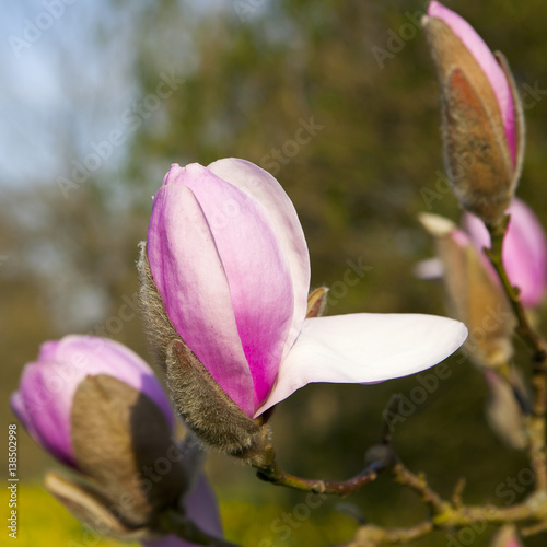 Spring in London. Magnolia 'Leonard Messel', Pink flower and bud opening on tree photo