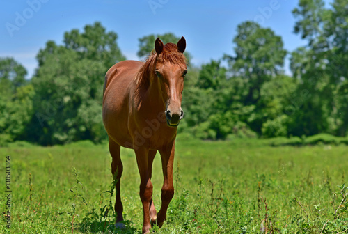 Fototapeta Naklejka Na Ścianę i Meble -  Horses on a spring meadow