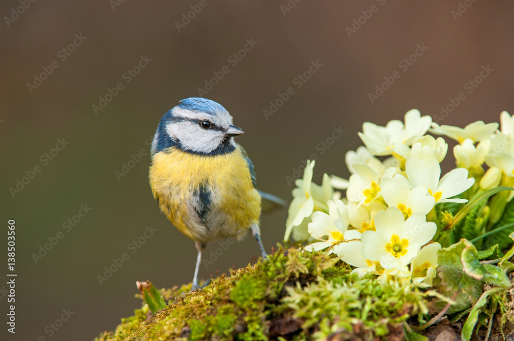 Naklejka premium Blue tit, standing next to primroses
