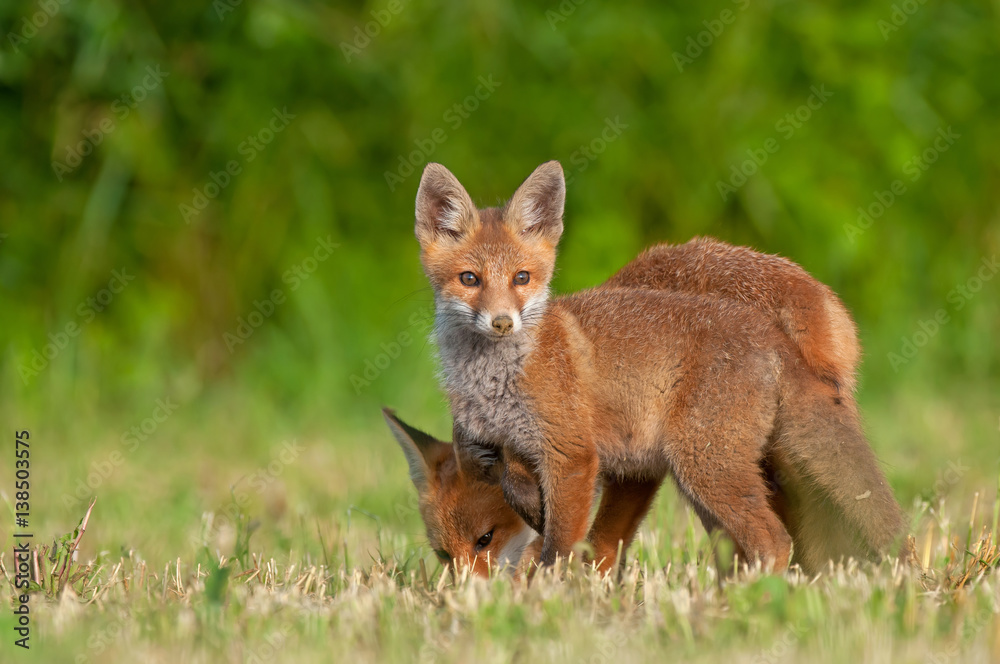 Two red foxes in a field