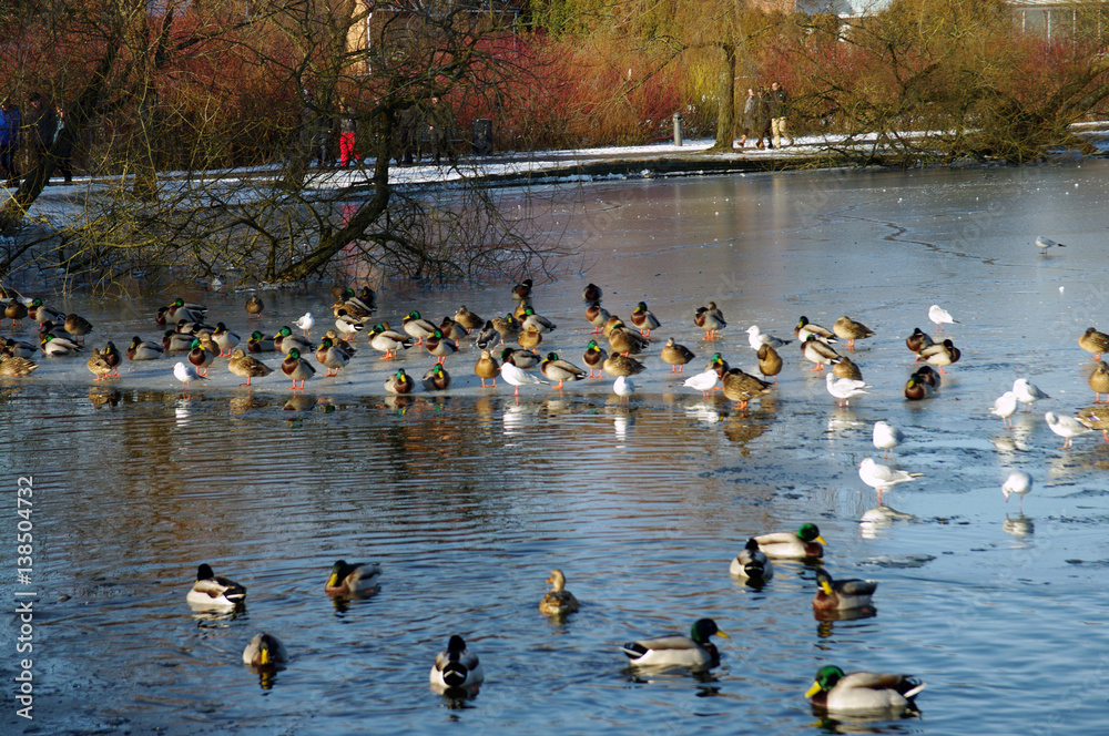 Fototapeta premium Lac du Château de Frederiksborg - 3