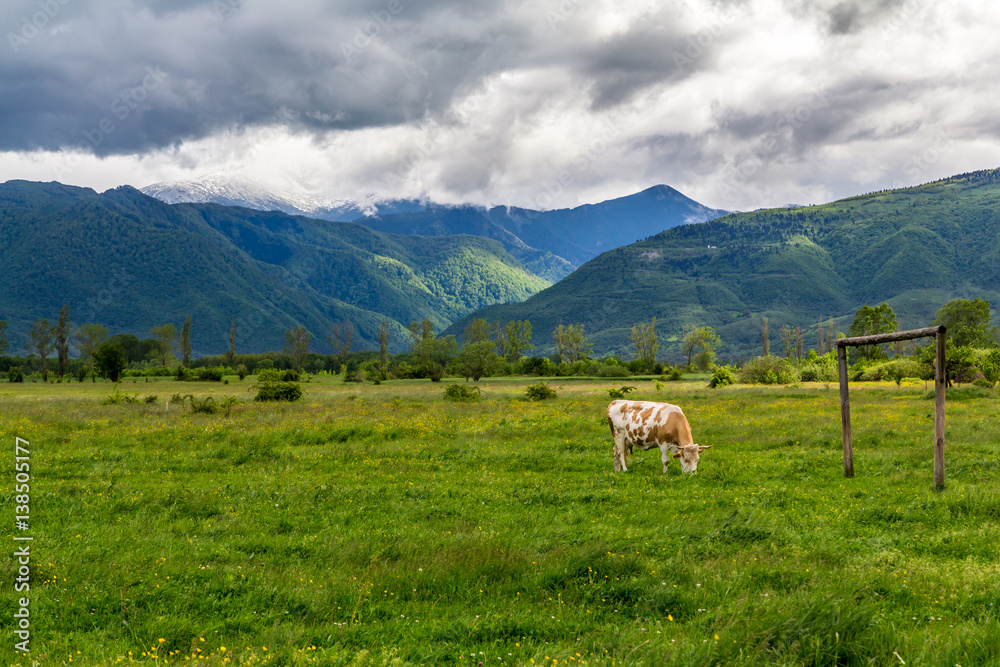 Cow eating grass on a meadow with mountains in the background