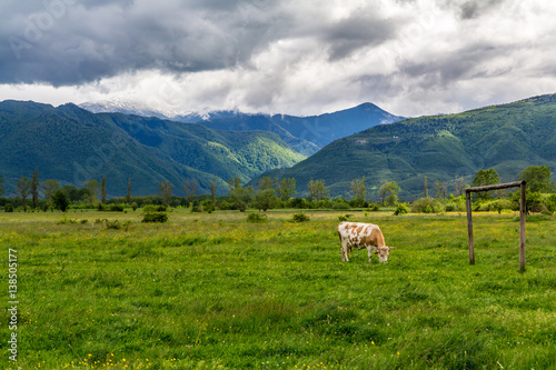 Cow eating grass on a meadow with mountains in the background