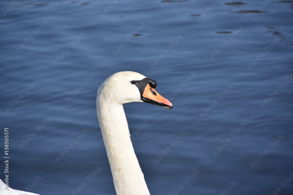 Höckerschwan ( Cygnus olor ) Höckerschwan ( Cygnus olor )