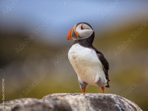 Puffin standing on rock