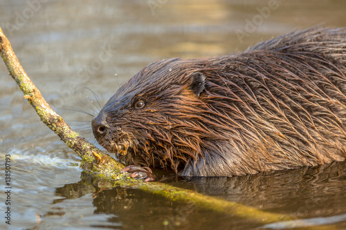 Eurasian beaver in water
