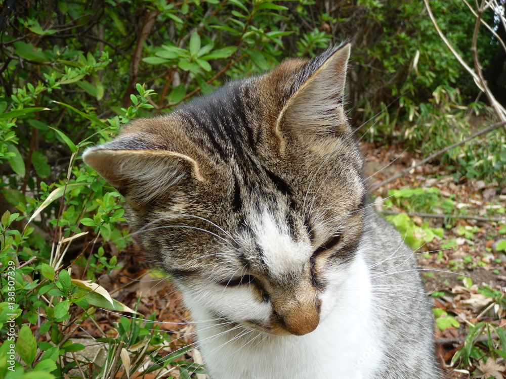 Obraz premium 「猫の額(狭い事の比喩表現)」の実物