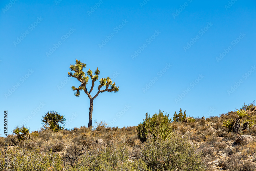 Obraz premium Joshua Tree National Park