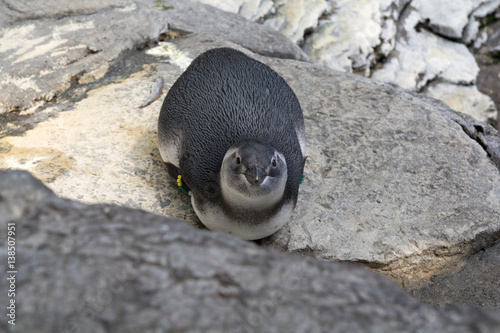Cute penguin in Lisbon Oceanarium, Portugal