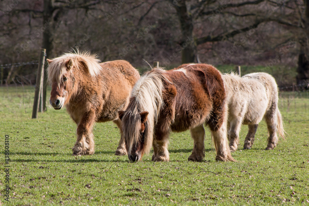 Small herd of ponies on the meadow Small herd of ponies on the meadow