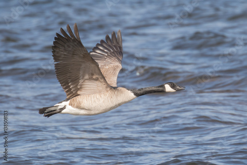 Canada Goose Taking Flight