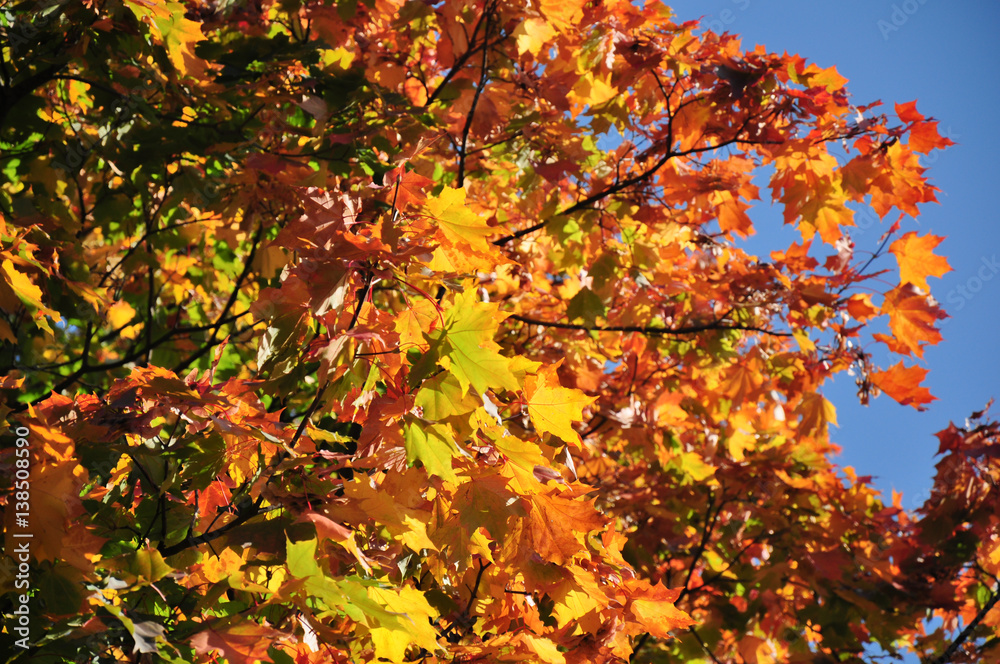 Beautiful yellow maple leaves, natural autumn scene Beautiful yellow maple leaves, natural autumn scene