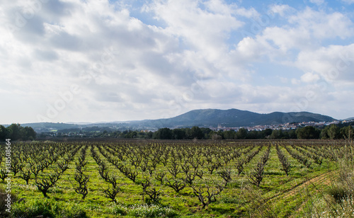 Field of grape vines early spring in Catalonia, Spain © olly_plu