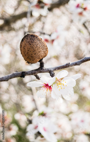 The almond tree flowers with branches and almond nut close up, blurry background
