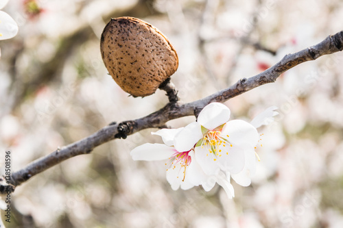 The almond tree flowers with branches and almond nut close up, blurry background