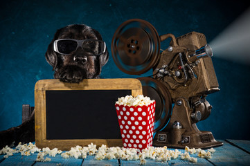 Black funny dog with 3D glasses and retro film production accessories.