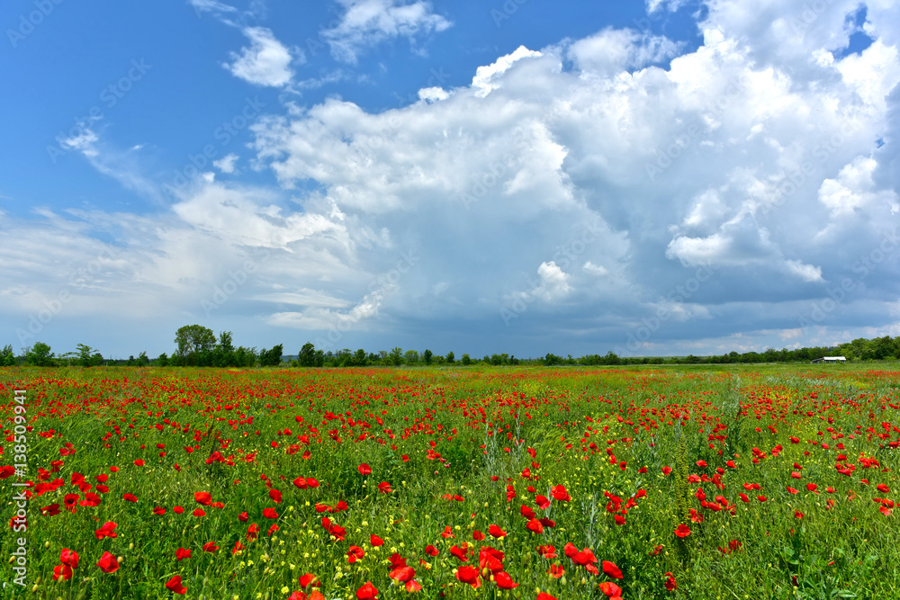 Red poppies field