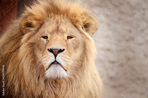 Fototapeta Naklejka Na Ścianę i Meble -  Gorgeous Male Lion in all of his glory. African exotic animal in the zoo