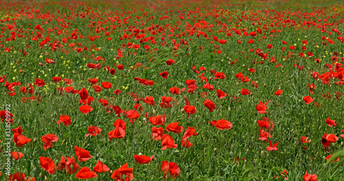 Red poppies field © Vallehr