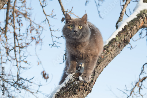 Portrait of fluffy gray cat on a tree with snow