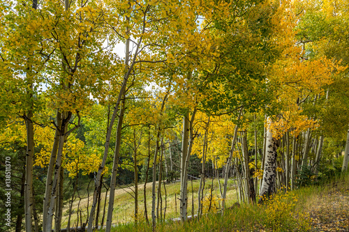 Aspen leaves changing © Brian