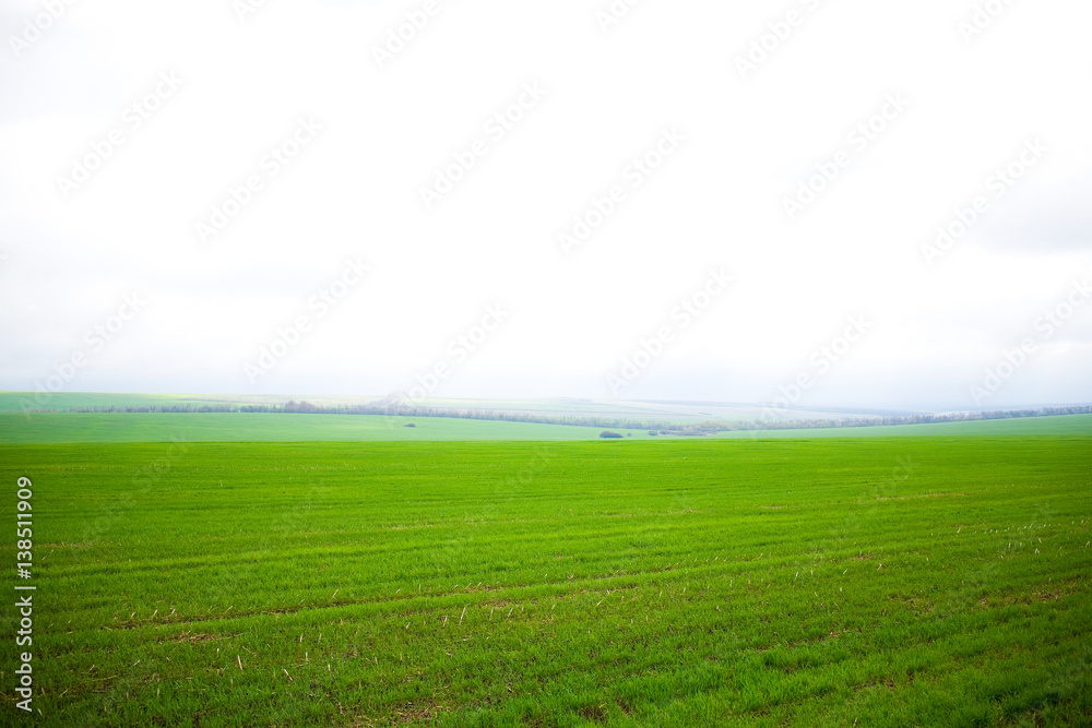 Field of green grass and the sky with clouds Field of green grass and the sky with clouds