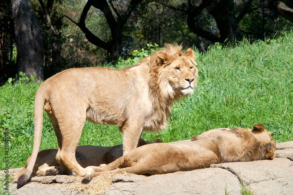 Young male African Lion standing on a rock over two sibling young male lions laying sleeping. Lions are the second largest living cat after the tiger Young male African Lion standing on a rock over two sibling young male lions laying sleeping. Lions are the second largest living cat after the tiger